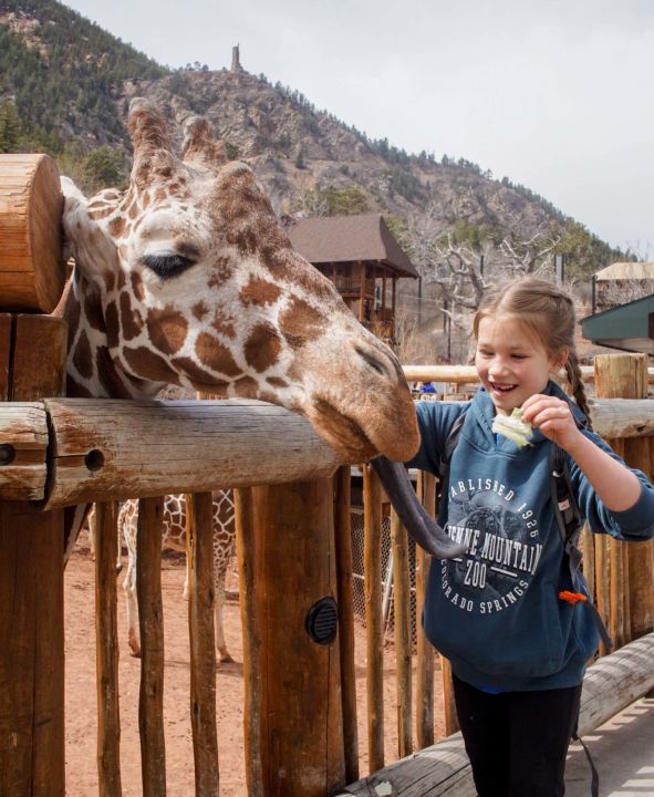 Cheyenne Mountain Zoo VIP Experience image